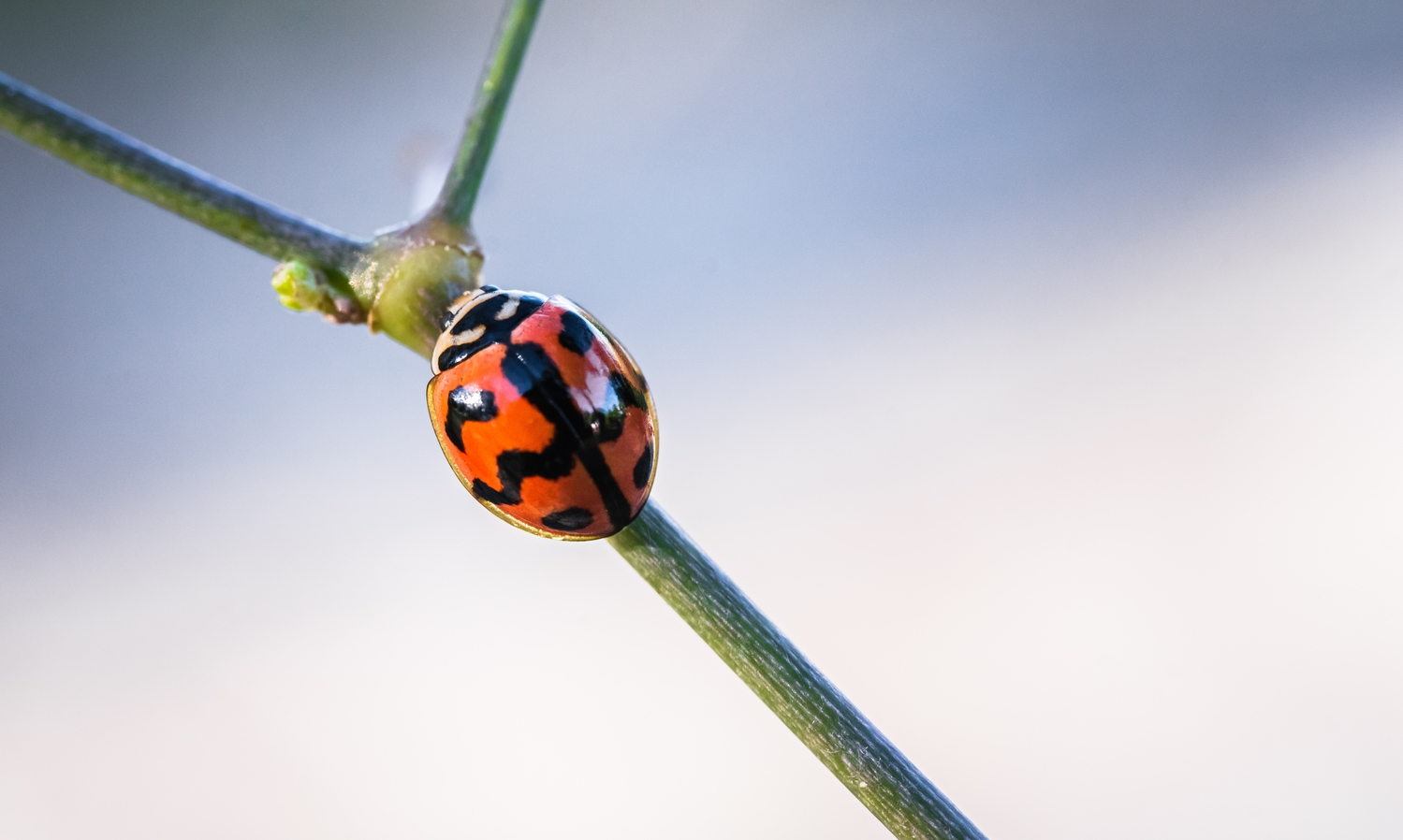 Coccinelle